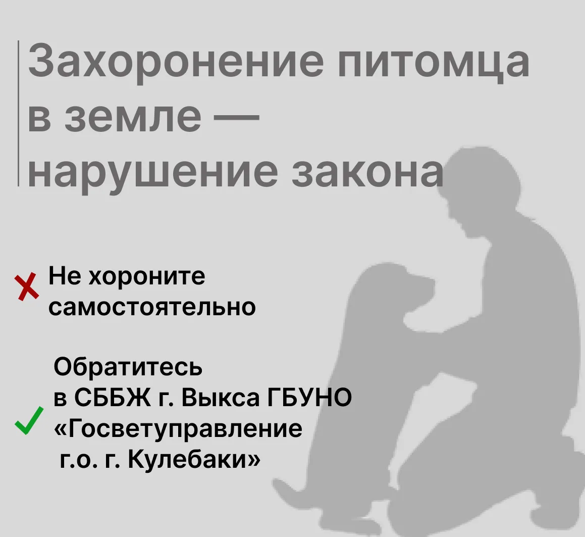 Гибель питомца – всегда горе. Но важно знать: трупы кошек, собак и других домашних живо...