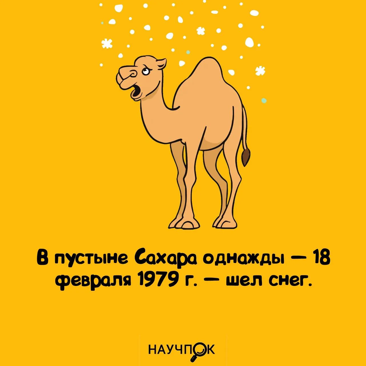 18 февраля 1979 года Сахара решила, что она не только про песок — и выдала снег. ❄️🏜️