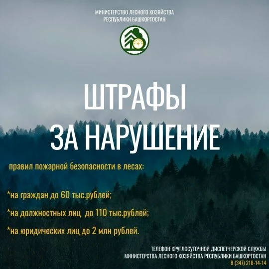 Как избежать возгораний в лесу? Ответ — в карточках Министерства лесного хозяйства Респ...