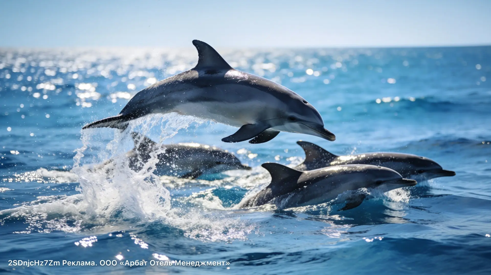 Каждое бронирование – шаг к сохранению черноморских дельфинов! 🐬

Афалина, белобочка и азовка – чер