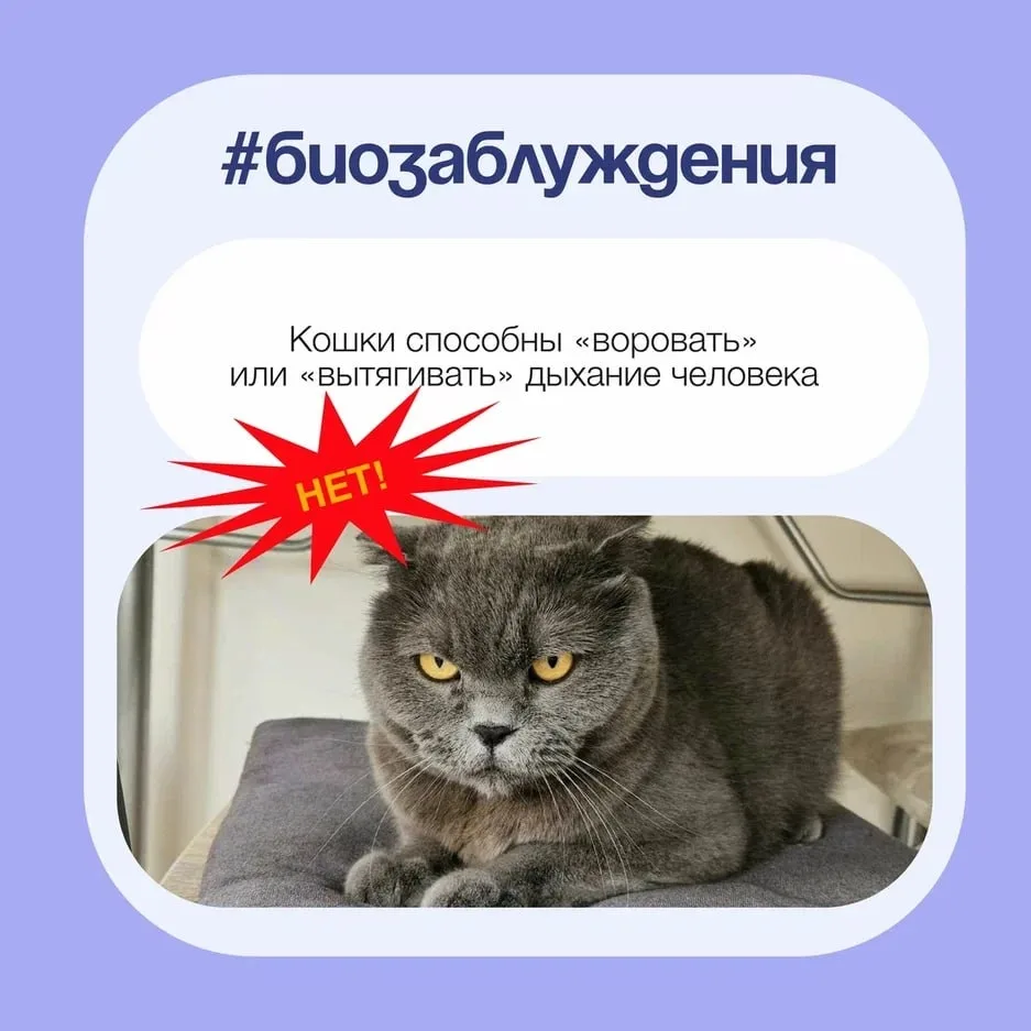 Кошки способны «воровать» или «вытягивать» дыхание человека