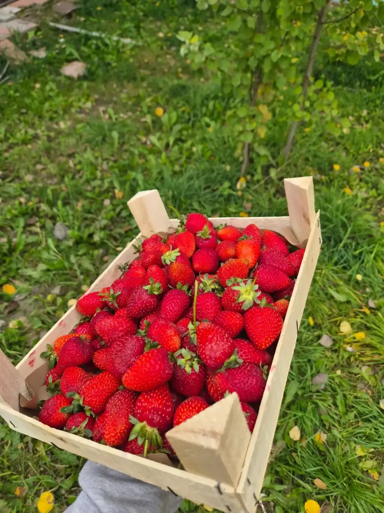 🍓✨️Доброго времени суток, дорогие друзья! Завтра, 6 октября, у нас свежее поступление ...