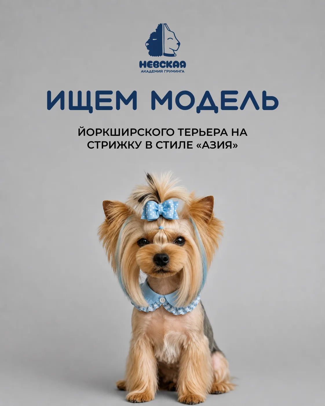 🐶 Ищем йоркширского терьера моделью на стрижку в стиле «Азия»!