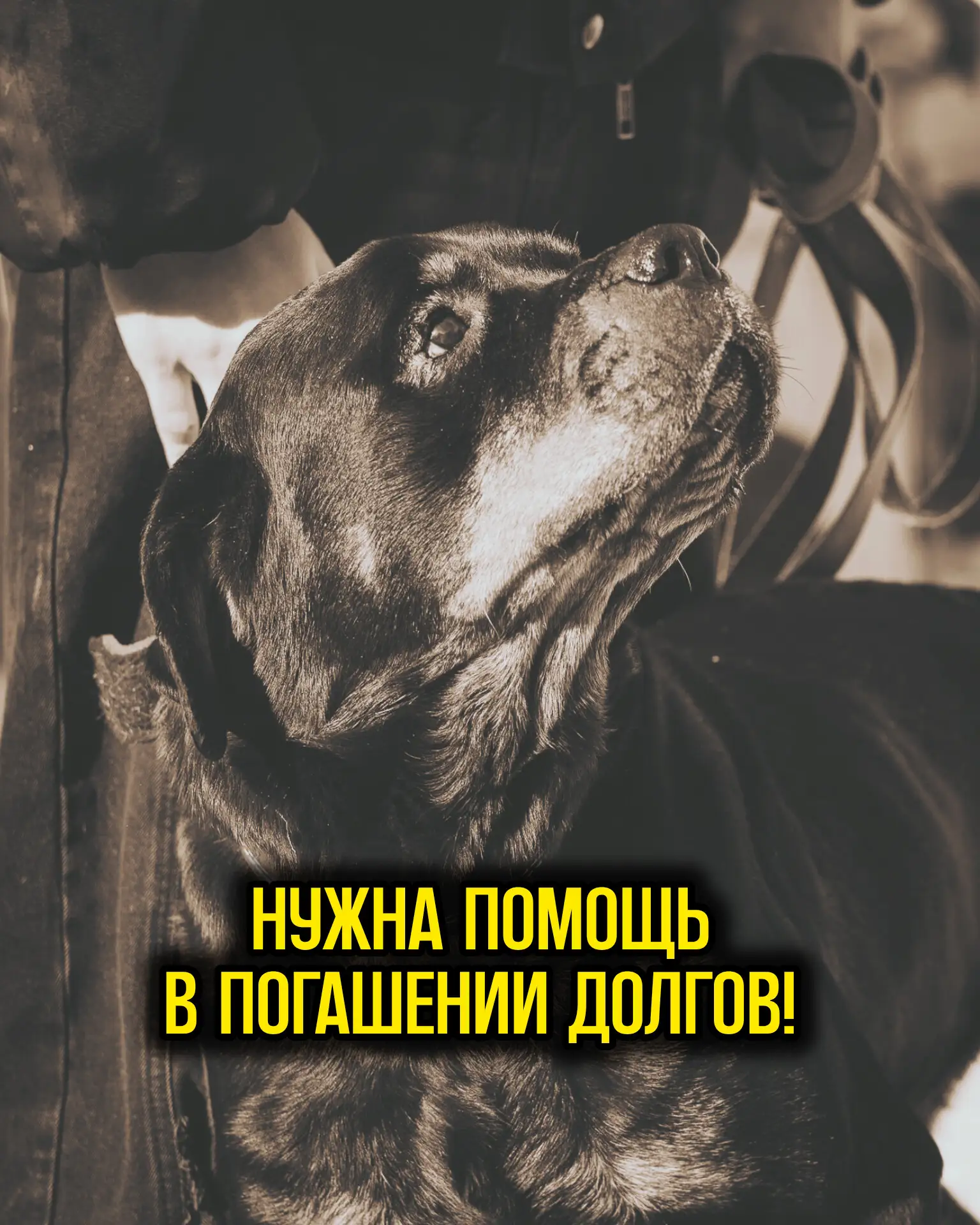 Друзья, нас нужна помощь в погашении дву серьезных долгов, за ушедших животных... 

Про Соню мы вам 