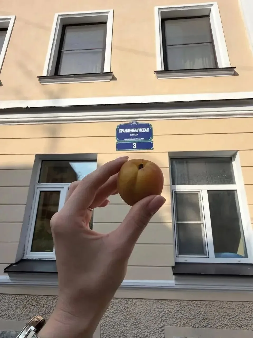 😍 В Петроградском районе Петербурга нашли плодоносящее абрикосовое дерево

Горожане еще успеют попр