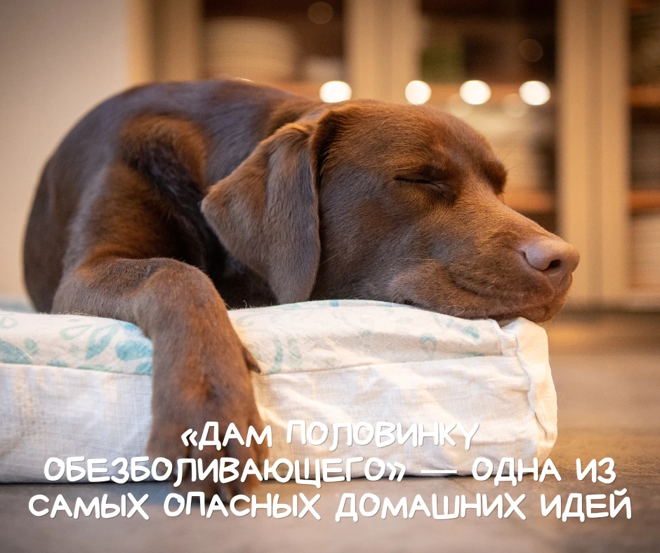 «Дам половинку обезболивающего» — одна из самых опасных домашних идей
