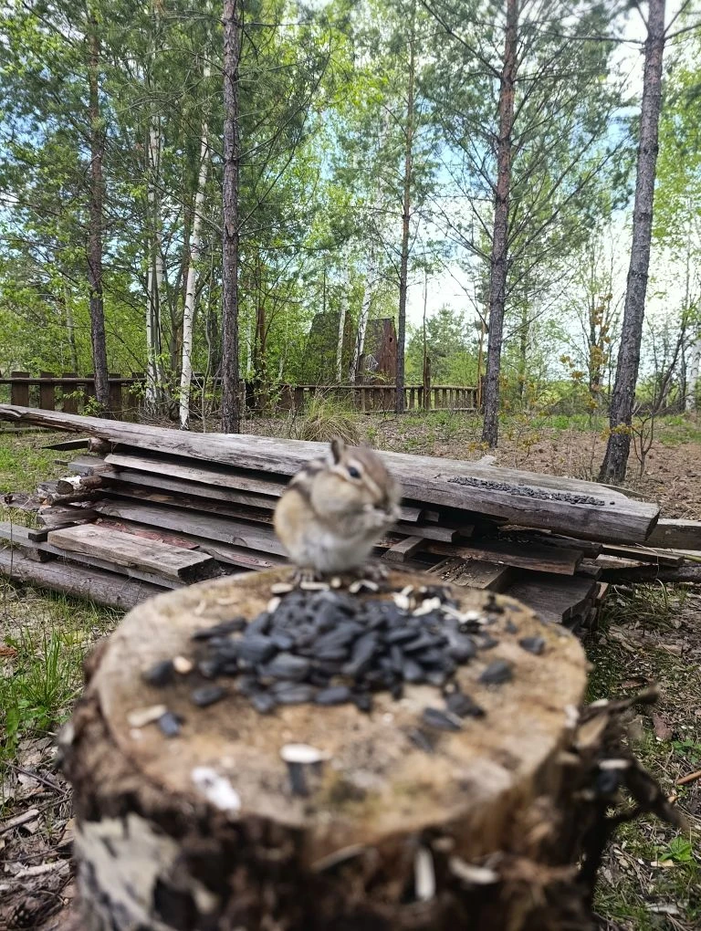 Бурундук 🐿️ наш обитатель Липовского геологического парка!!!