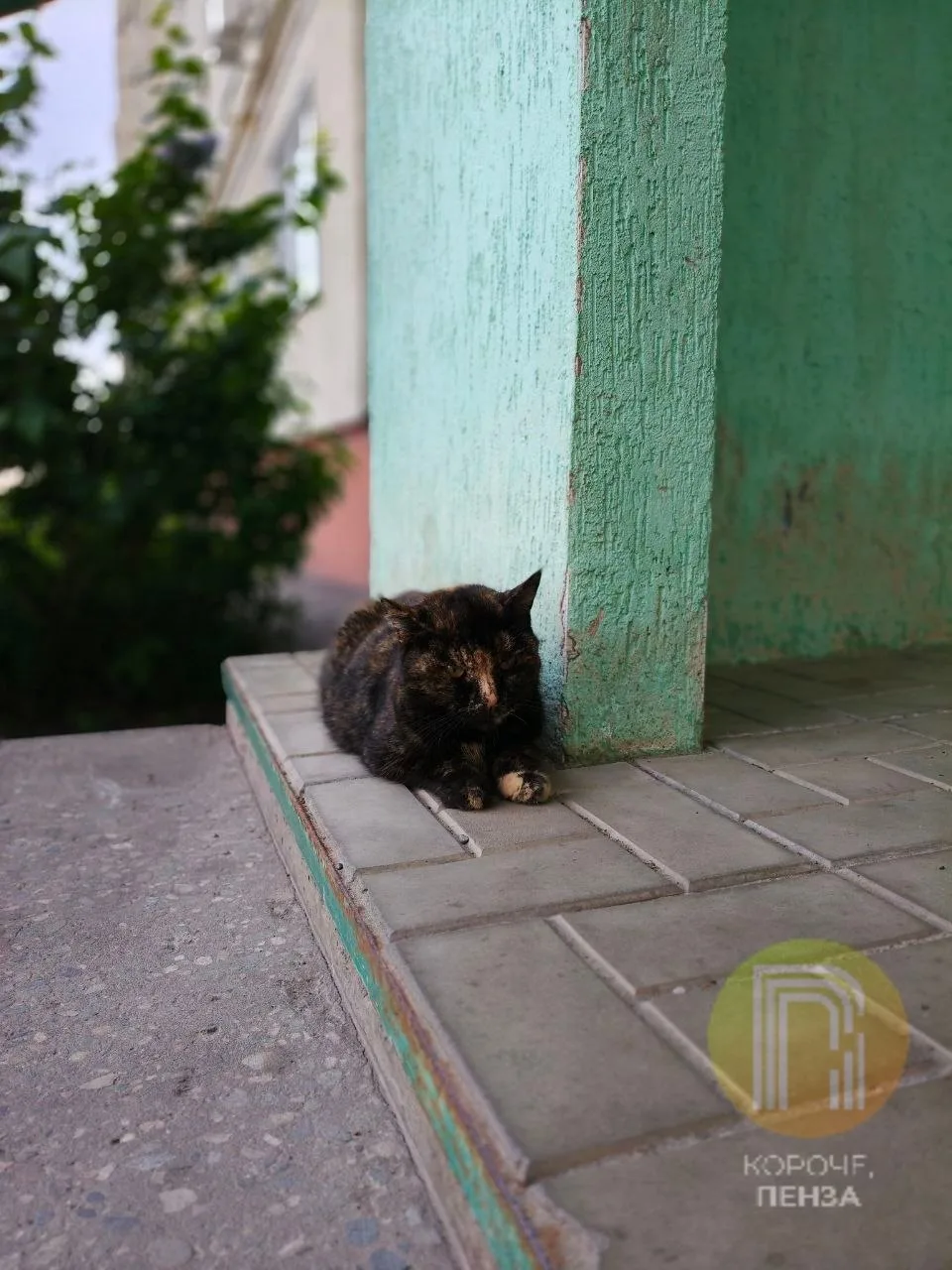 Кошечки-цветочки. #КорочеГуляем

Читательница поделилась кадрами летней Пензы. Коты прекрасны 💛

Пр
