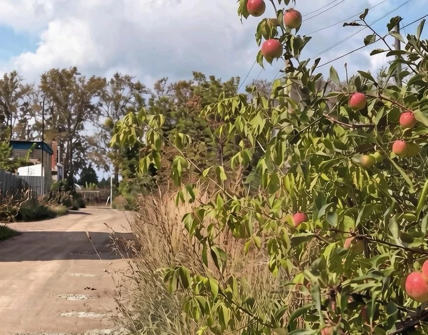 🍎 Яблоки соседа срывать можно