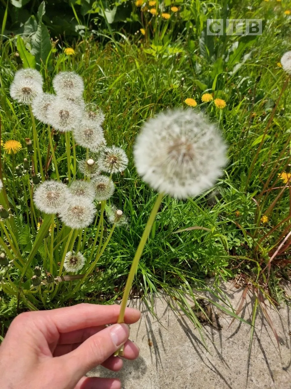 🌸Доброе утро, друзья!   В Зарубино одуванчиковый  рай,- написала наша зрительница Алена и прислала э