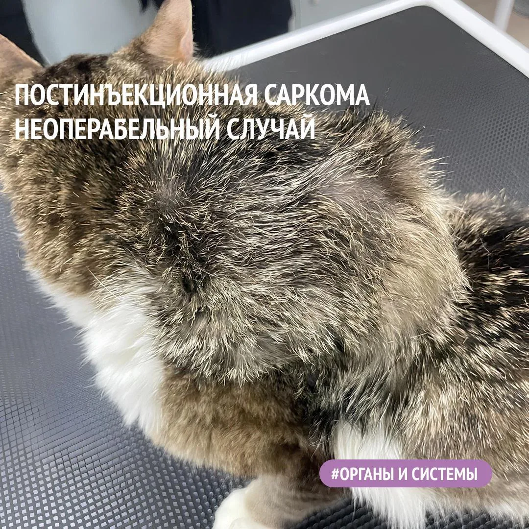 🟣ПОСТИНЪЕКЦИОННАЯ САРКОМА КОШЕК