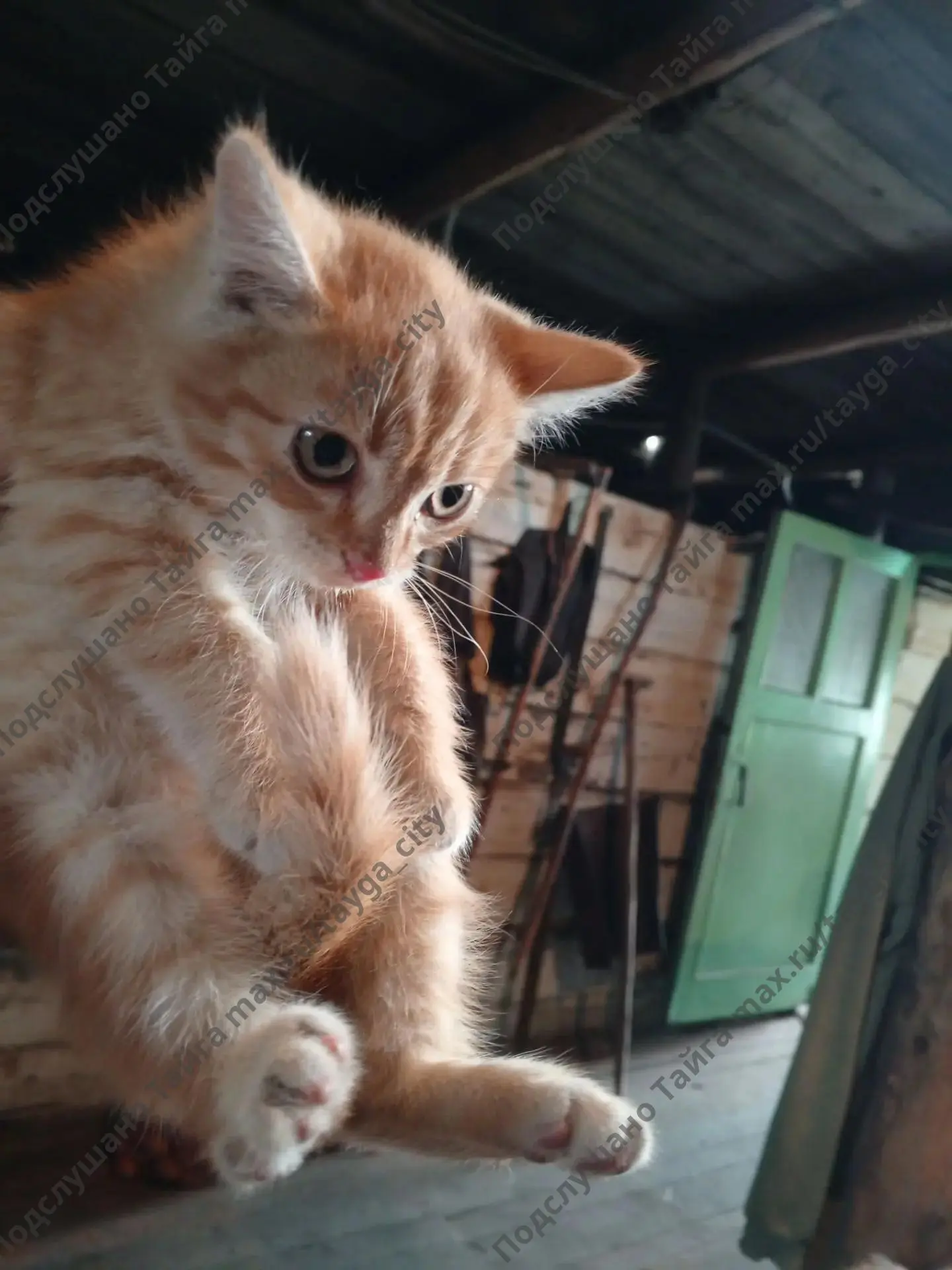 Отдам котиков на ваше воспитание)), два месяца, кушают всё, живут в ограде, к лотку при...