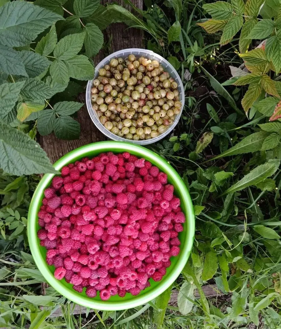 Продам 5 литров малины, цена 400 руб./л. Крыжовник 2 л./500 руб. Доставка: Черновские, ...