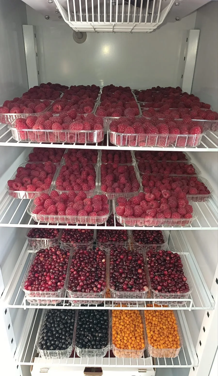 Готовим ягодный холодильник 🍓