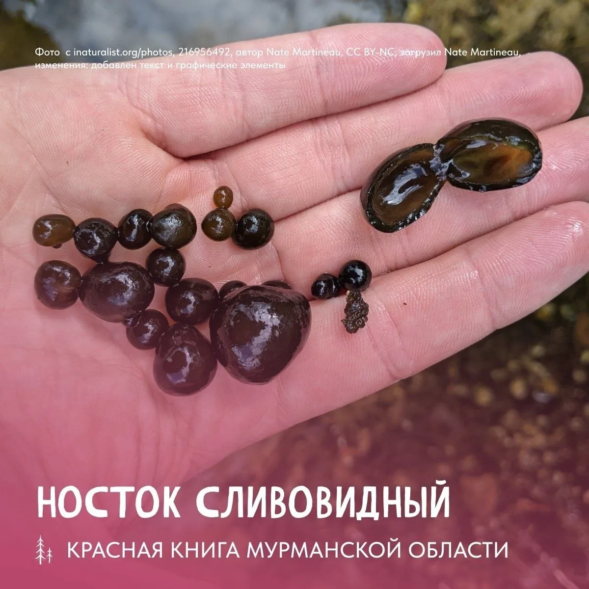 В реке Кица можно встретить необычные мягкие шарики оливкового цвета размером от 2 мм до 5 см🤔

На 