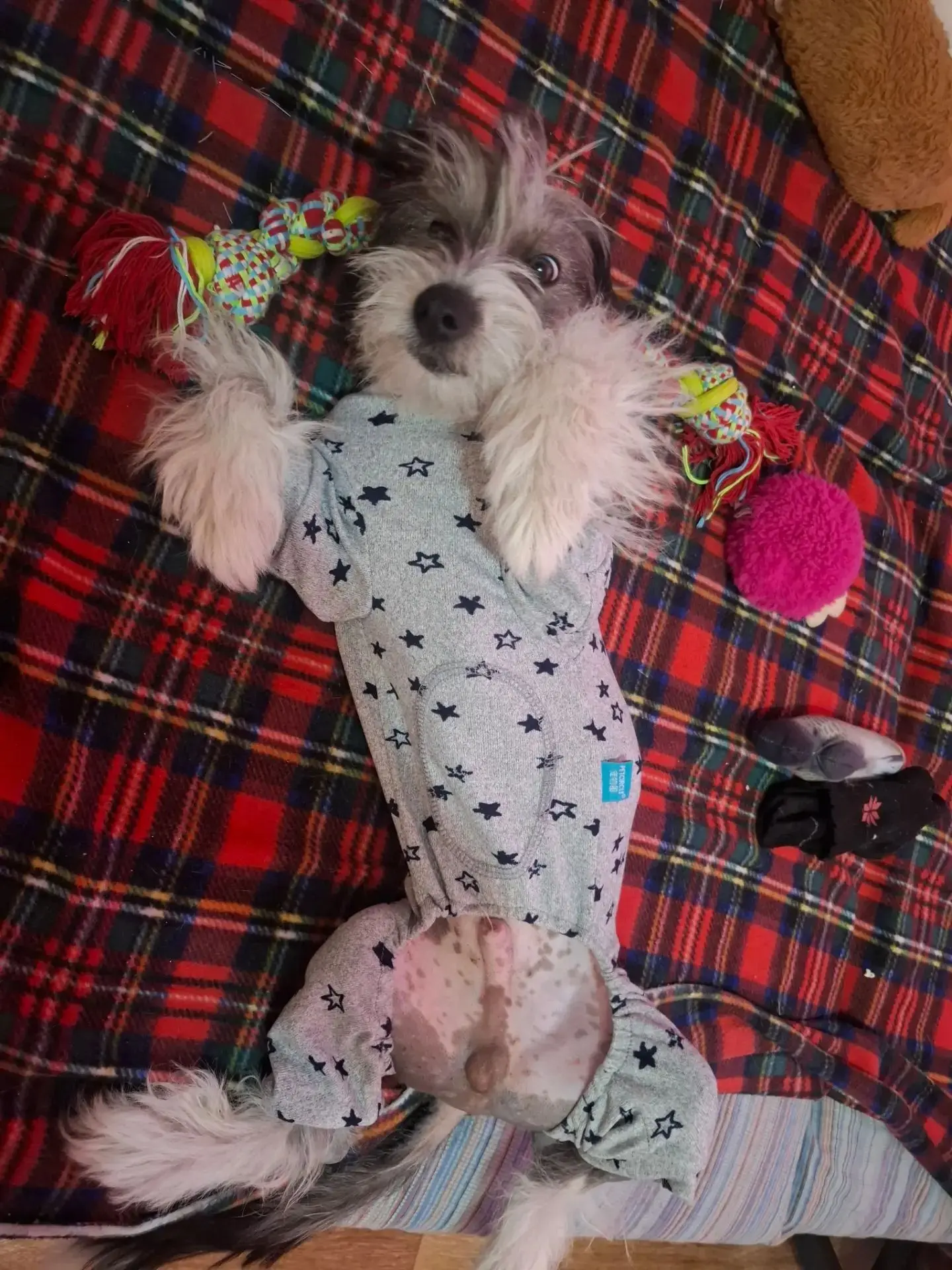 Стич передаёт всем большой домашний приветик!🐶❤🐶
У него всё замечательно! Он полностью освоился в 