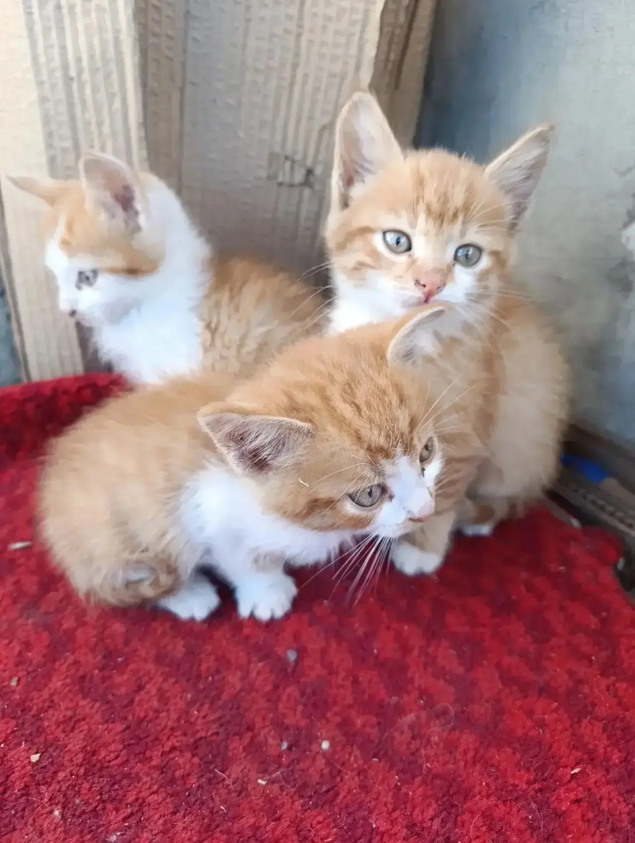 Котята в добрые руки! 2 мальчика одна девочка, все ручные. Находятся на заводе Ростполи...