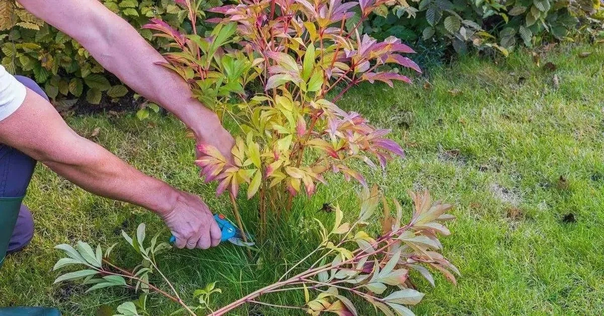🌸 Что делать с пионами осенью