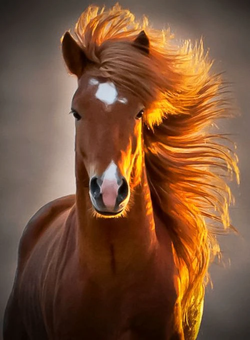 🐎Лошади — удивительные животные, которые веками сопровождают человека. Они обладают ра...