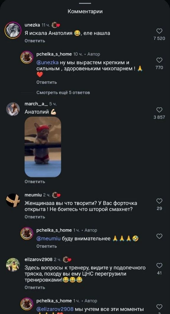Чихуахуа Анатолий — новая звезда рилсов. Хозяйка показала как тренирует эту машину для ...