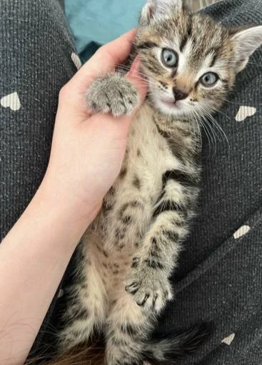Нашли котенка, на вид пару месяцев, чистенький, игривый, ласковый