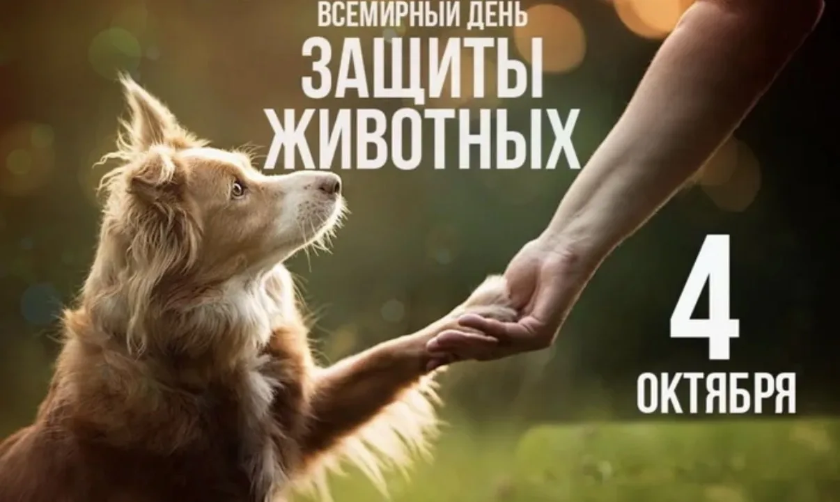 Совсем скоро, 4 октября 2026 года, отмечается Всемирный день защиты животных. Это прекр...
