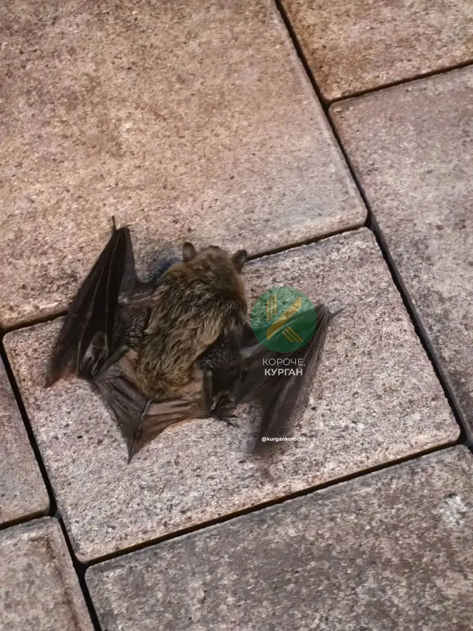 🦇 Летучую мышку в сквере возле рынка встретила наша подписчица.