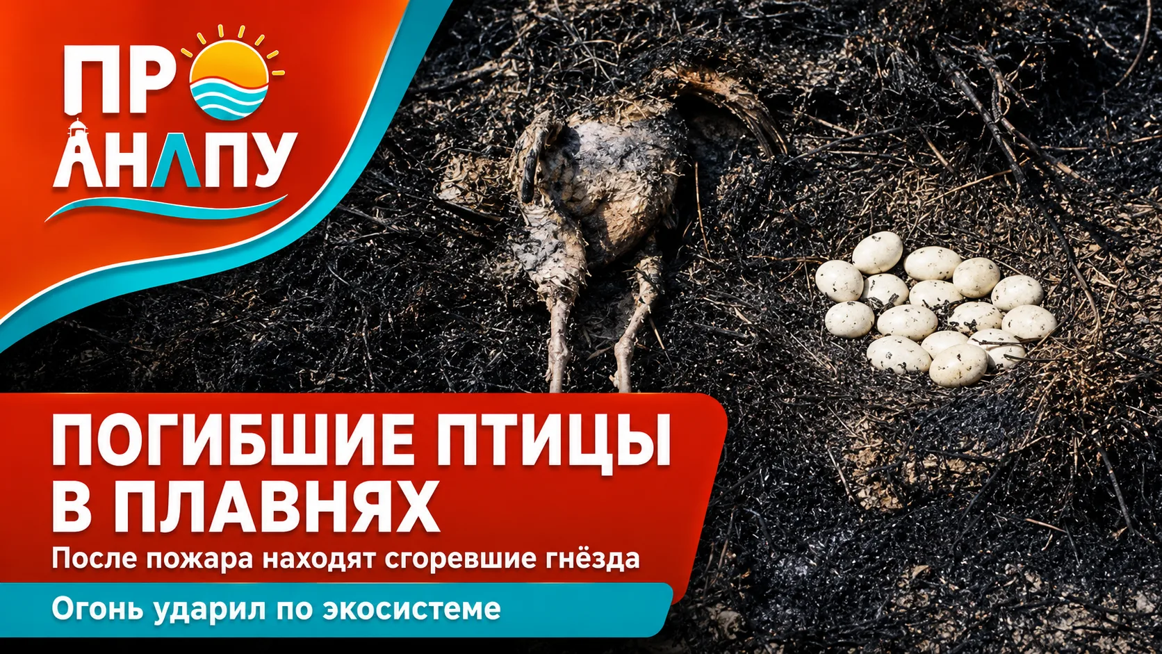 После пожара в Анапских плавнях находят погибших птиц и сгоревшие гнёзда