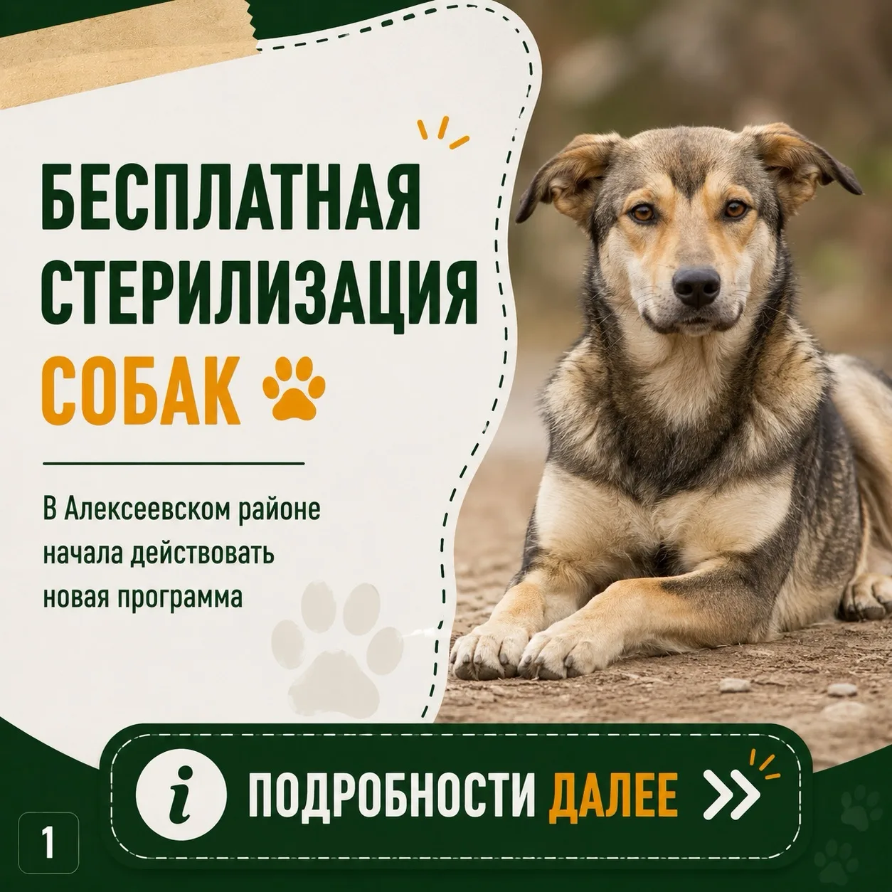 📢 В Алексеевском районе действует программа бесплатной стерилизации собак для владельцев домашних ж