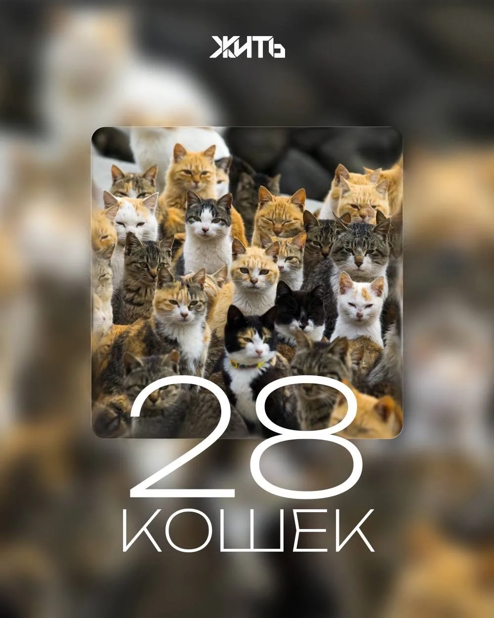 28 кошек смогут обрести новую жизнь благодаря волонтёрам Томска. Целая колония животных обитала в тё