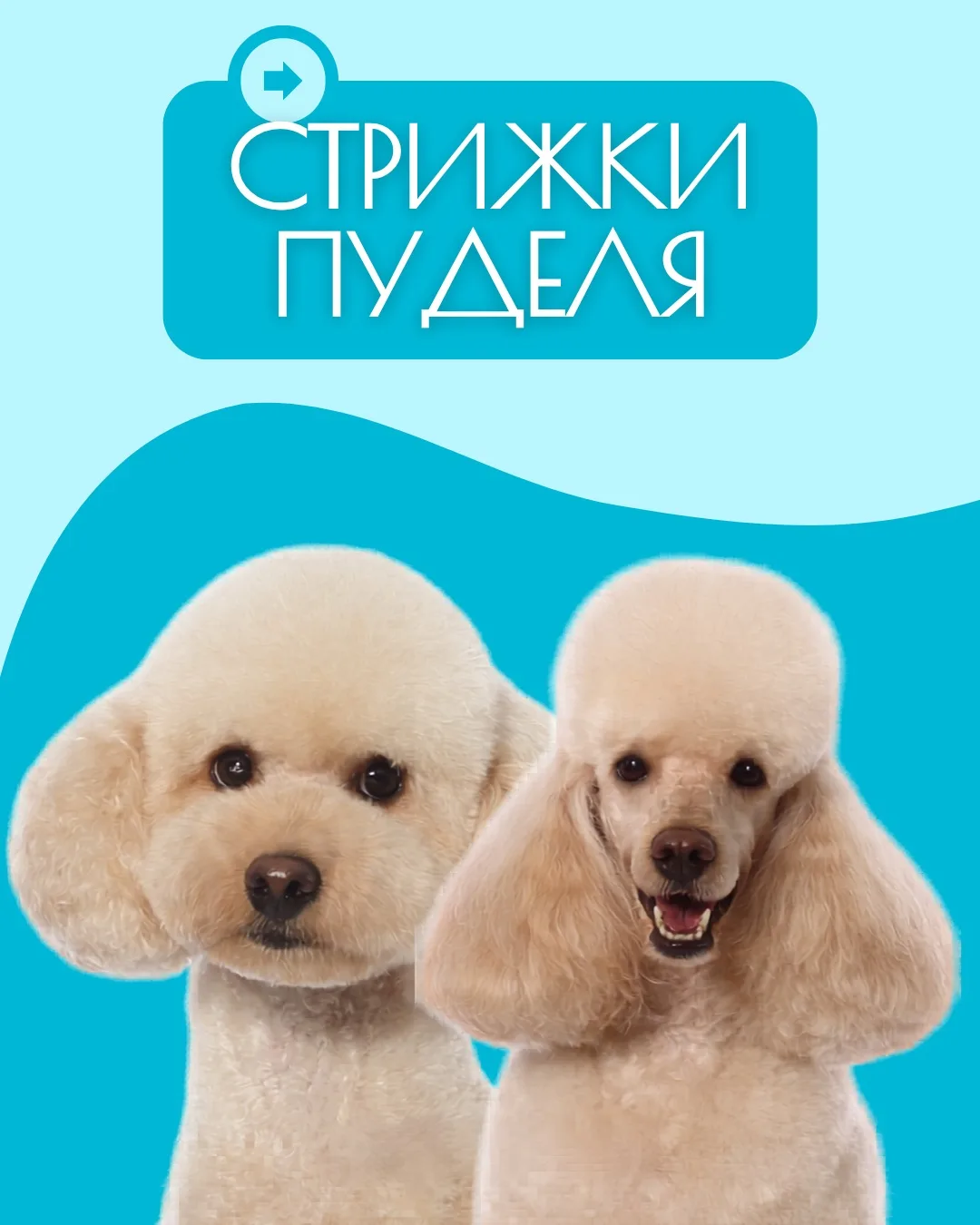 Да, мы умеем стричь пуделей в любых вариациях!🐶✂️
