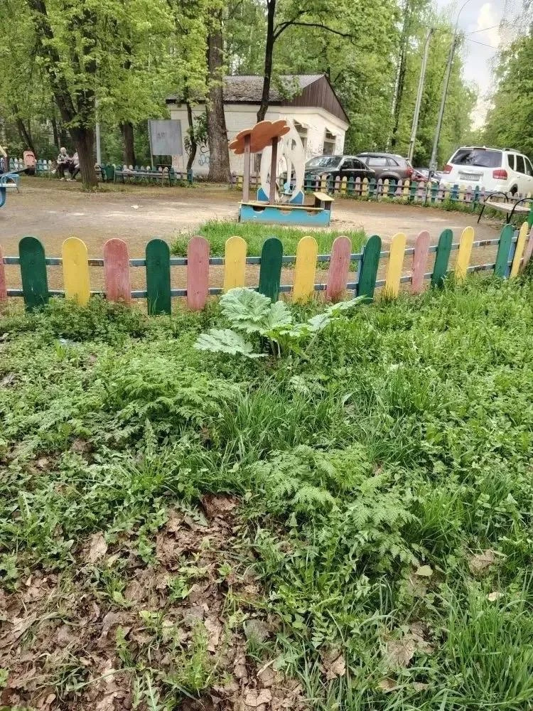 🌿 На улице Железнодорожная, 27 рядом с детской площадкой растет борщевик  Подписаться на @krasnogors