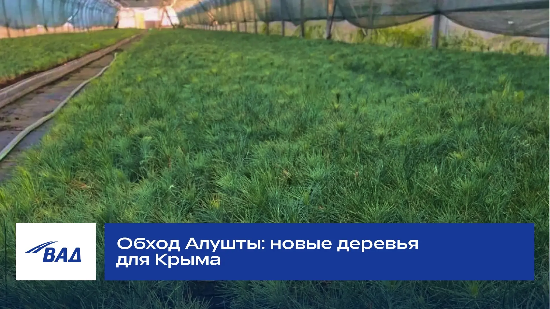 Обход Алушты: 174 000 новых деревьев для Крыма!