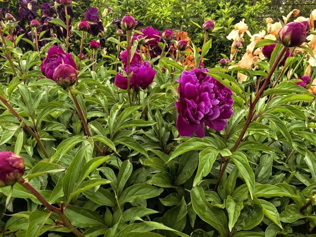 👍Дорогие подписчики!  🌺Доброго субботнего утра всем! Желаем вам дня без тревог — очень спокойного, т