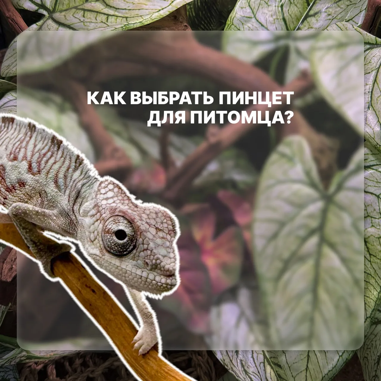 Существует множество вариантов пинцетов. Мы поможем разобраться, чем они отличаются и к...