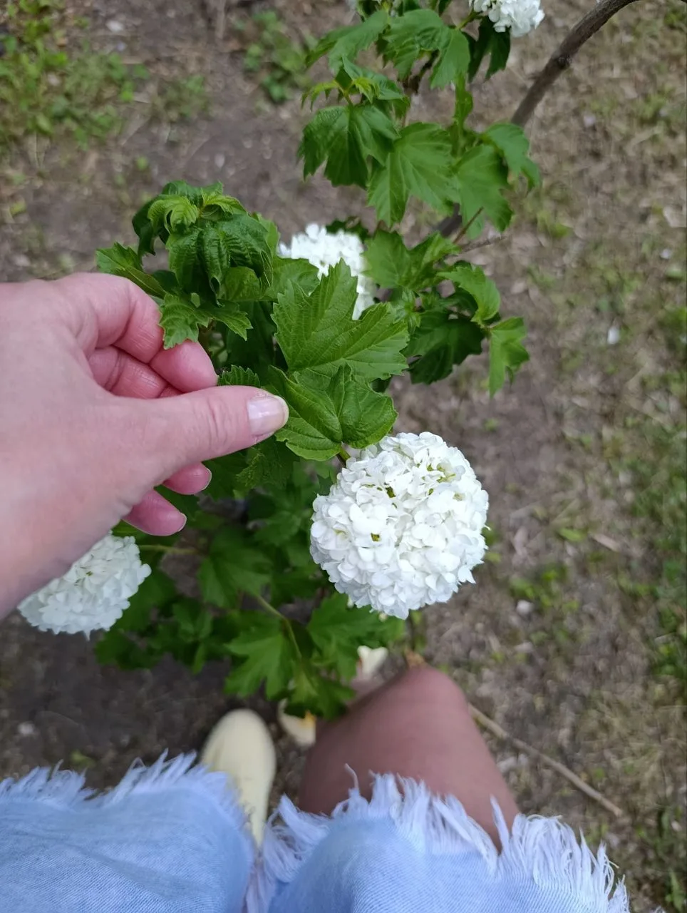 💚ПИЩЕВОЙ КОНЦЕНТРАТ «ПИТАНИЕ ДЛЯ МИКРОБИОТЫ»  -