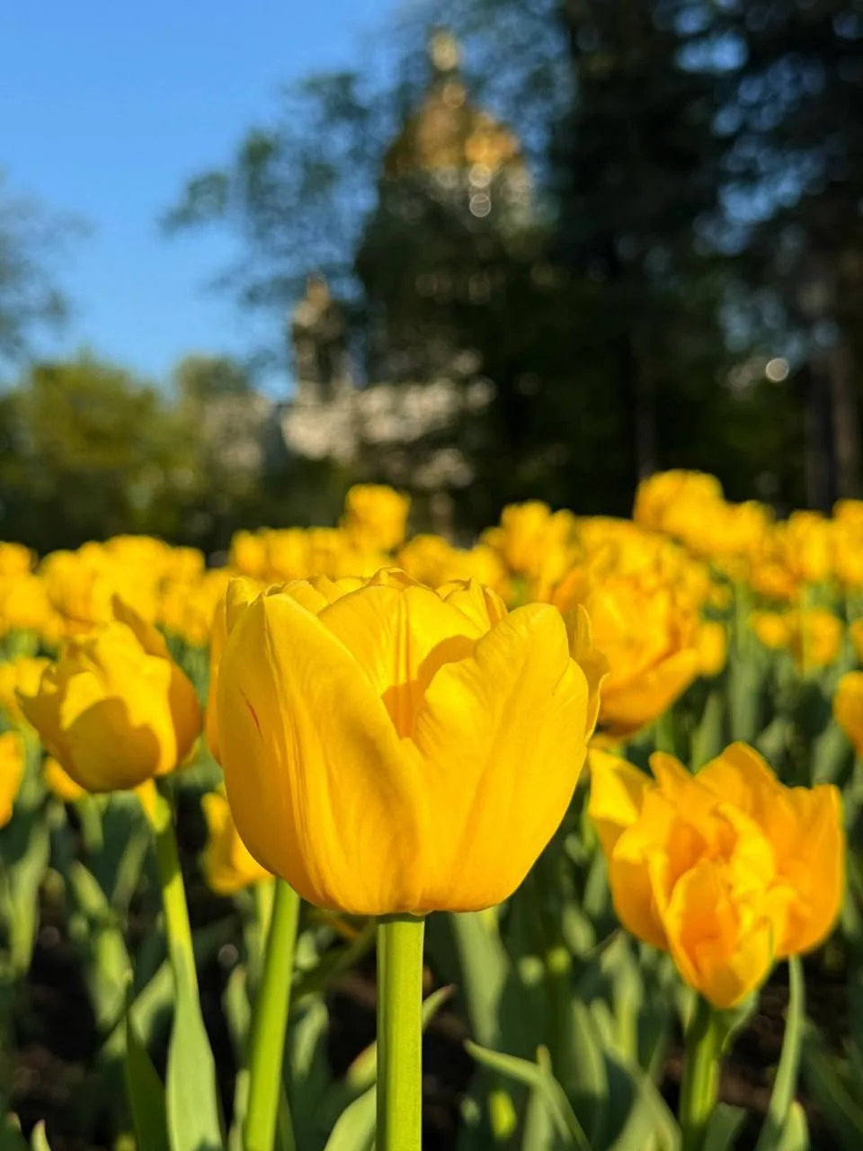 🌷 Тюльпаны расцвели у Исаакиевского собора   Ещё одно красивое место для прогулки и фото в городе — 