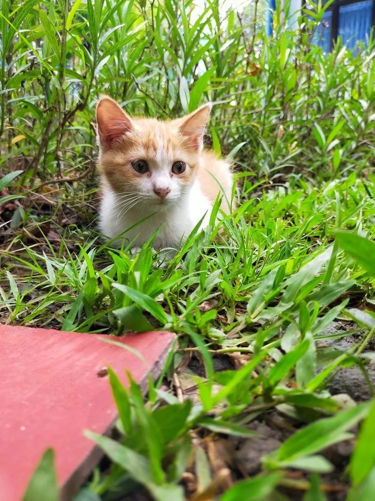 подпишись на котямбусы🐈