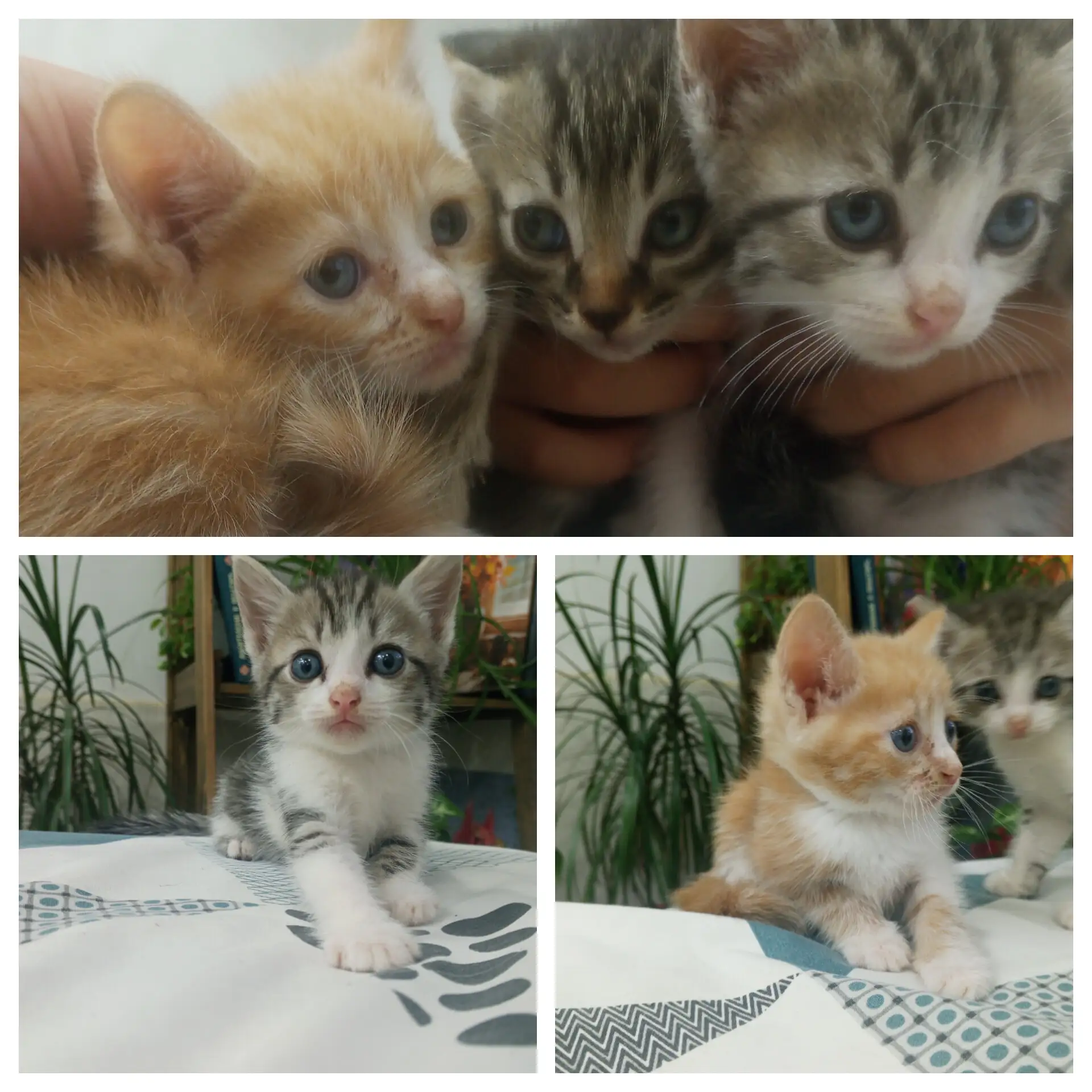 🐱В ДОБРЫЕ РУКИ

Отдам котят, 1.5 месяца. Кушают все, ходят в лоток. 

Первое фото мальчики, второе 