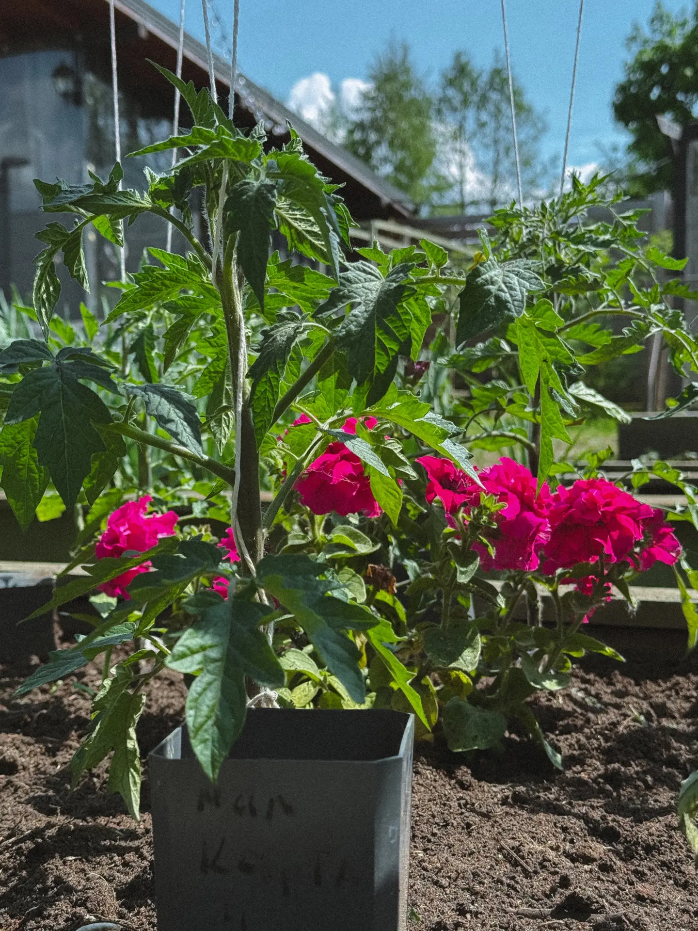 это напоминалка👆🏼  а это) где-то спрашивали, сколько кустов томатов умещается в гряде, сколько впихн