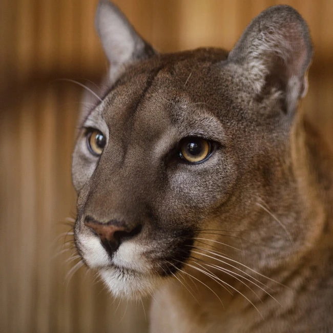 🐆 🐆 Пумы — таинственные хищники зоопарка «Планета обезьян и диких кошек»