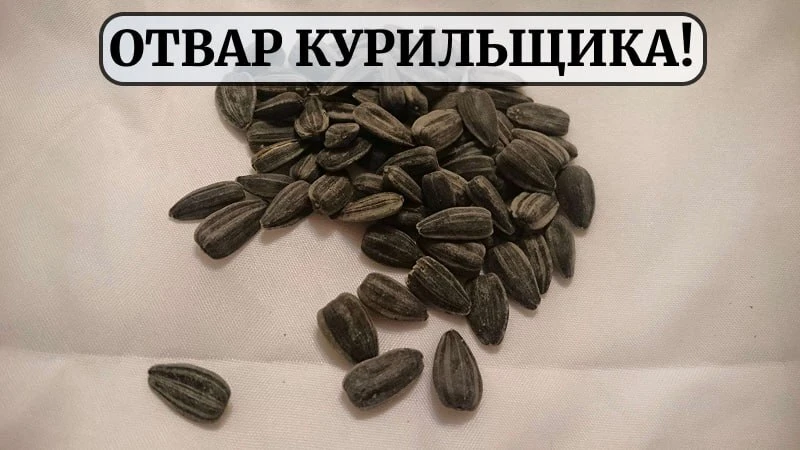 Почему курильщики так любят этот отвар из семечек?