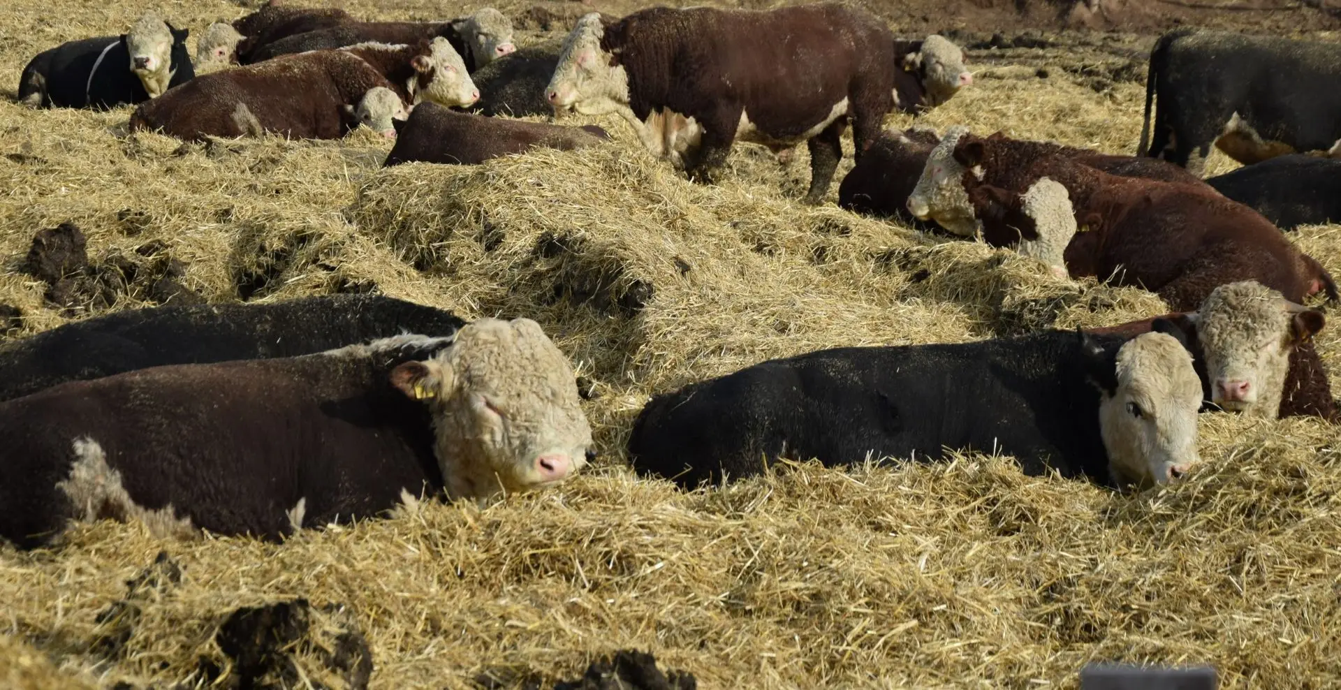 🐄 Как дела в животноводстве Верхнеуслонского района? Делимся свежими цифрами! 📊