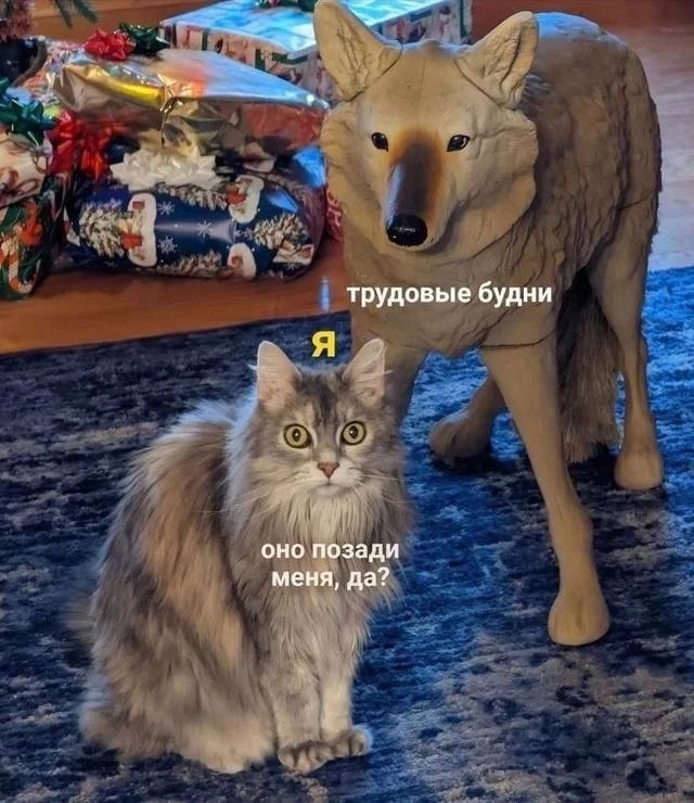 Мемы каждый день • Подписаться