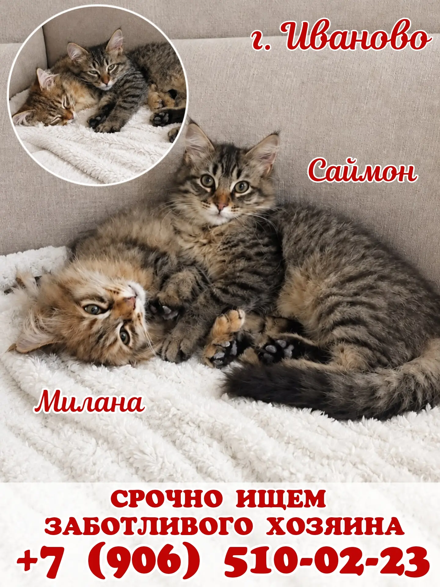 Саймон и Милана ищут свой дом и заботливого хозяина! 🏡