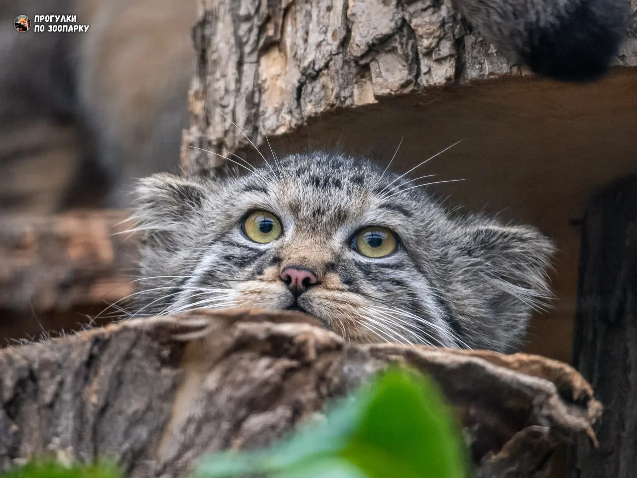 Котенок манула🐾