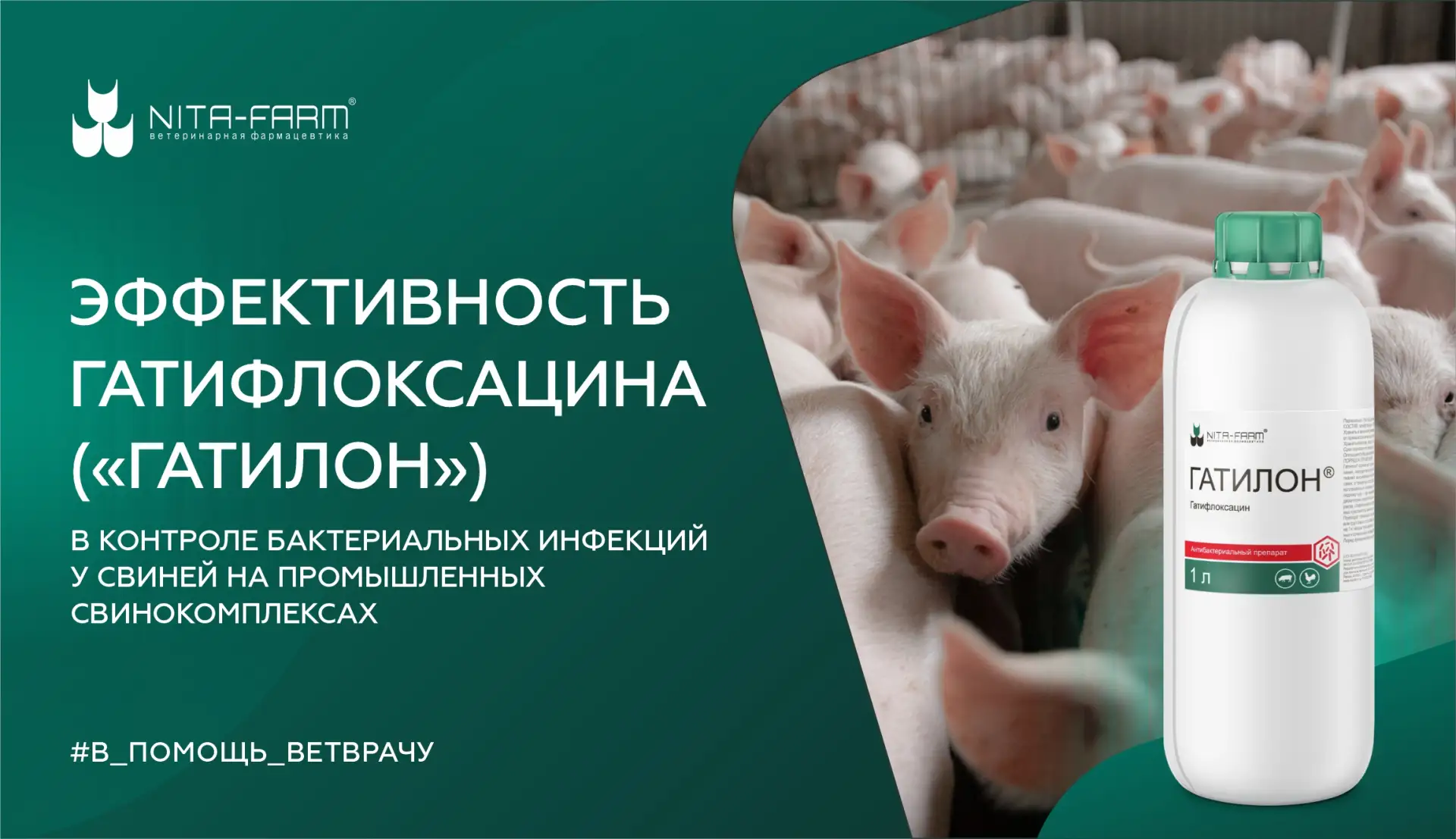 В условиях интенсивного откорма свиней бактериальные инфекции остаются главным фактором...