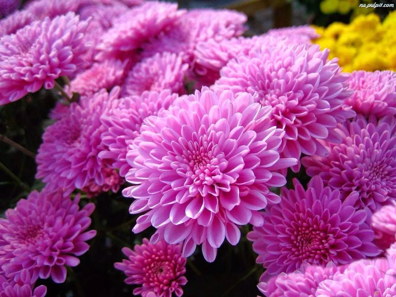 🌸 Хризантемы могут плохо цвести из-за недостатка питательных веществ. Своевременное внесение удобре