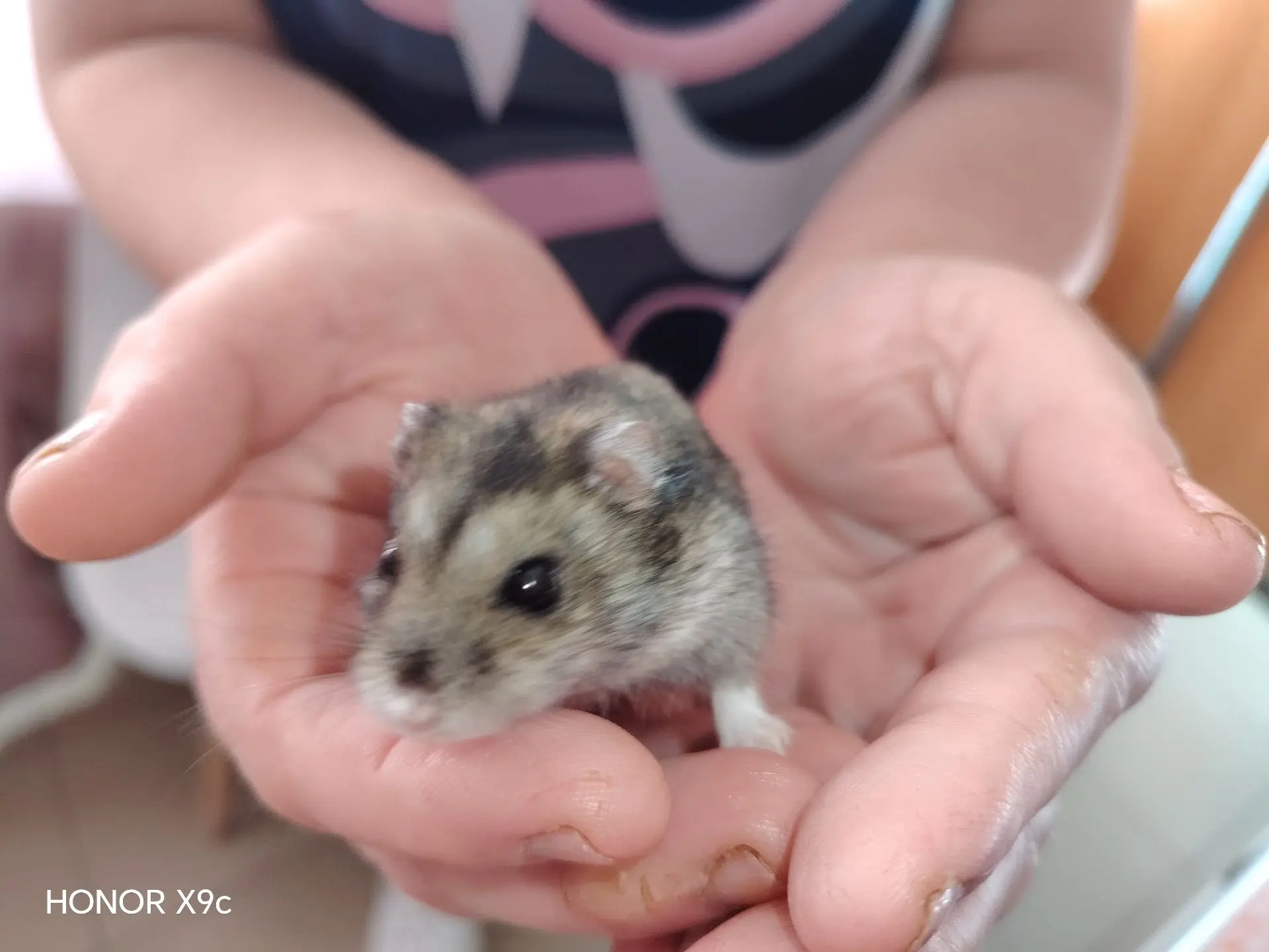 🐹Сегодня — День хомяка! И в нашем доме есть свой маленький герой этого праздника❤️⁣