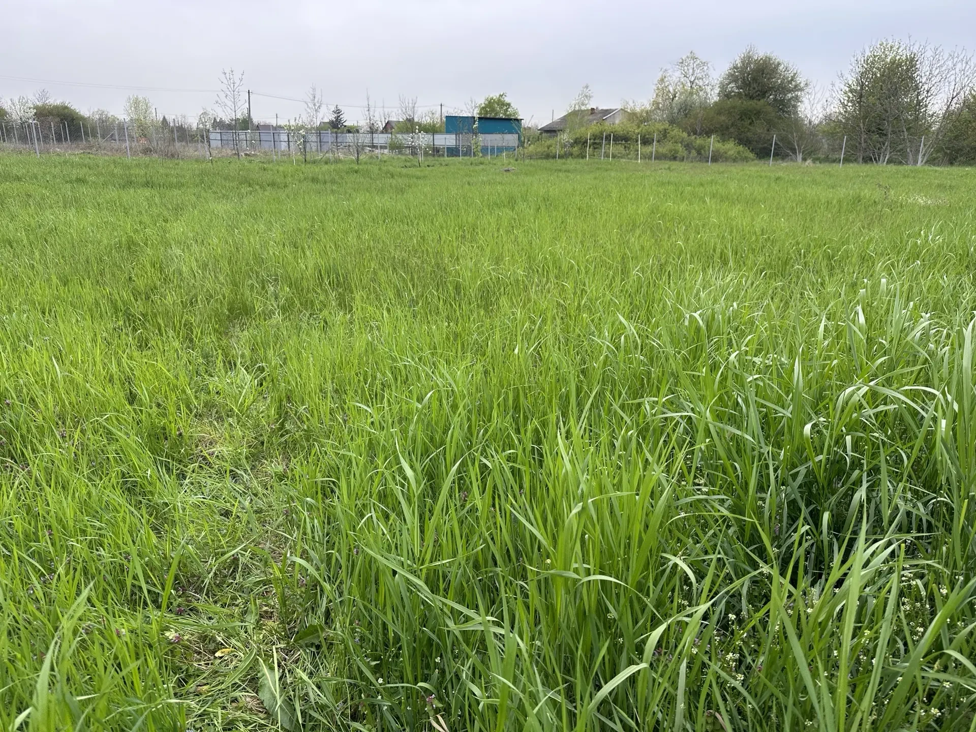 🌾 Краснодар станет настоящим испытанием для аллергиков из-за пыльцы. 

В течение недели в воздухе б